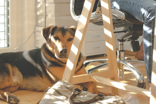 Pet-Friendly Workplace – An Innovation That Guarantees the Employees’ Well-Being?